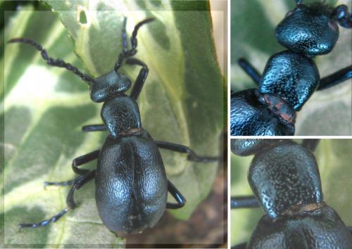Meloe violaceus